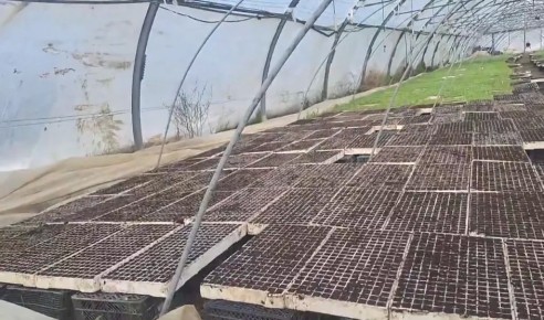 Фермеры Севастополя готовятся к высадке пекинской и брюссельской капусты