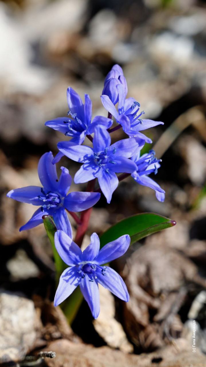 Первоцветов на ваш телефон с Капуркайской тропы