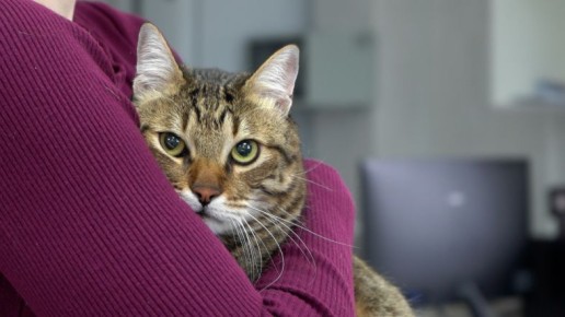 �� �������� � ����������� ������� 70 ����� � �����