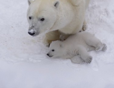 ������ ���������� �������� � �������� ������������