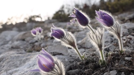 � ����������� �� ���� ������-��� ����� �������� ��������