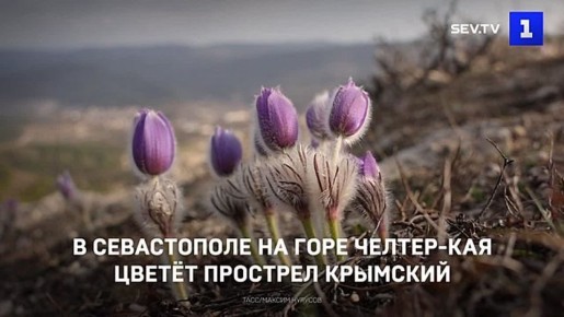 В Севастополе цветёт прострел крымский или сон-трава