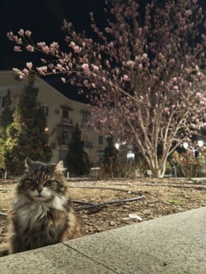 Доброго замурррчательного вечера, севастопольцы