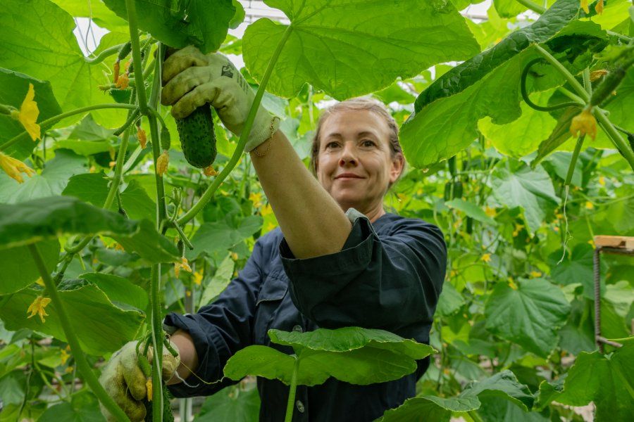В Севастополе собирают первый урожай тепличных овощей