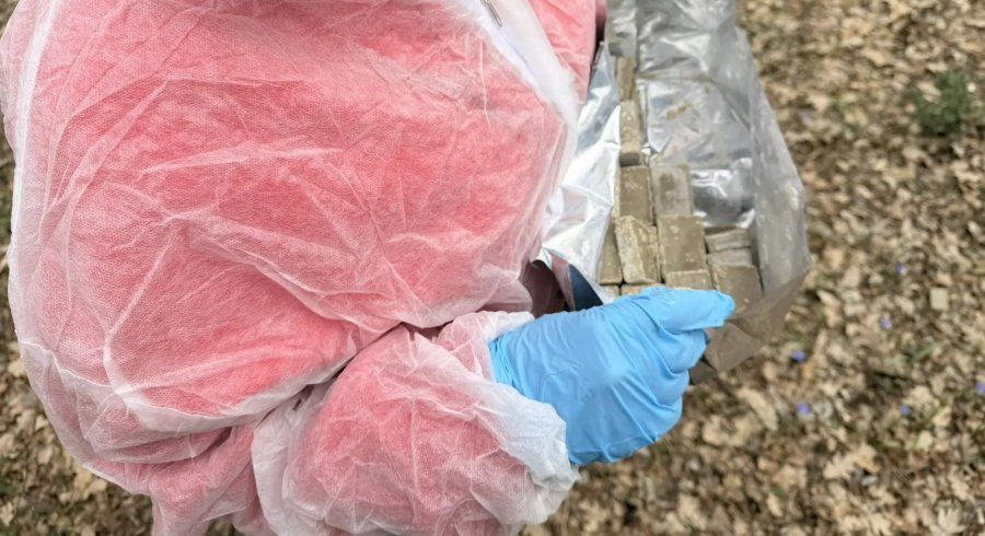 В Севастополе провели ежегодную вакцинацию диких хищников против бешенства