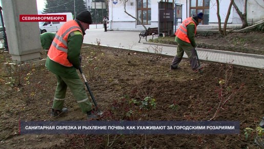 Санитарная обрезка и рыхление почвы: как в Севастополе ухаживают за городскими розариями