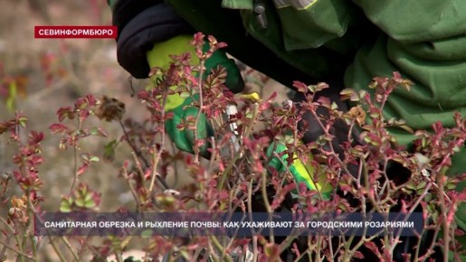 Весенние работы по уходу за городскими розариями стартовали в Севастополе