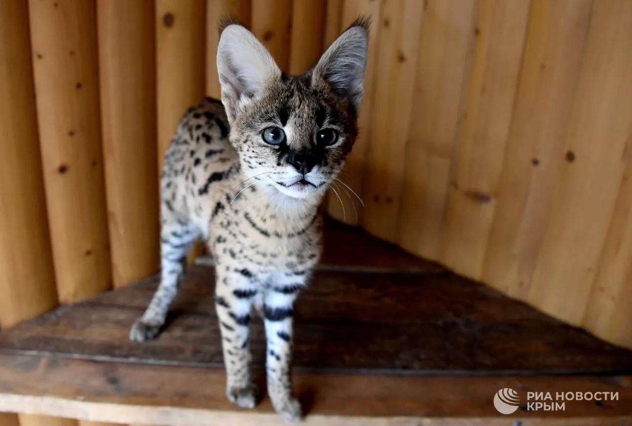Перекрашенного сервала пыталась перевезти через границу жительница Севастополя