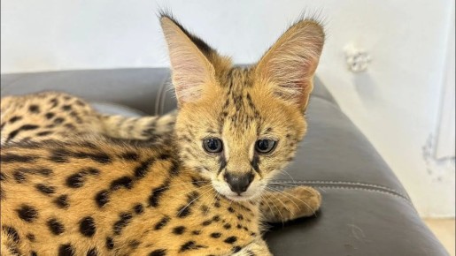 Жительница Севастополя перекрасила сервала чтобы вывезти в Мексику