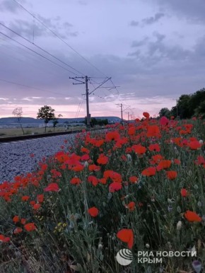 Горькая память земли: севастопольские маки увековечены в песне