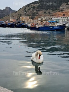 Вот такого красавца вчера встретили в Балаклавской бухте