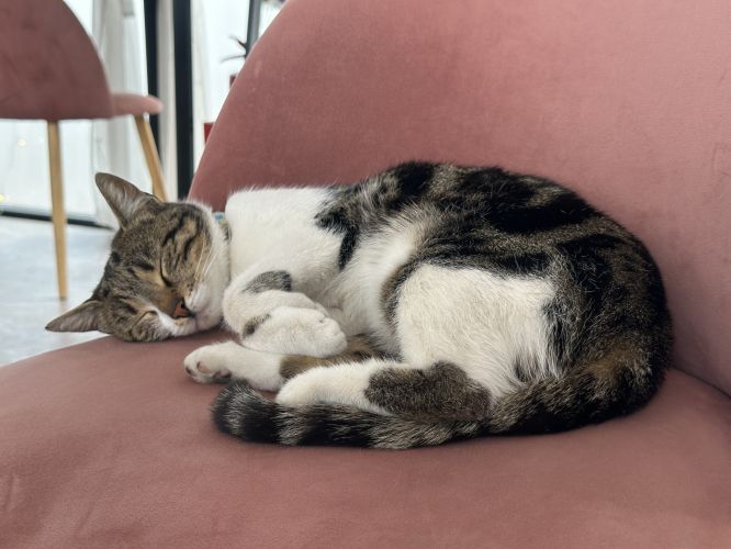 За выходные в Севастополе от бешенства привили 109 домашних животных