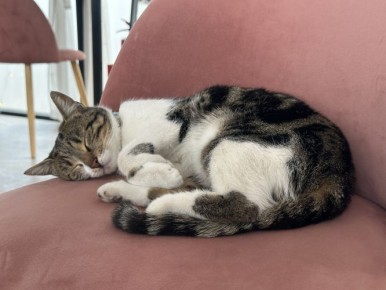 За выходные в Севастополе от бешенства привили 109 домашних животных