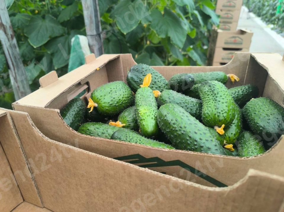 В севастопольских теплицах собрали первый урожай