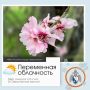 Доброе утро, Севастополь!. По данным гидрометцентра, 23 марта в Севастополе будет переменная облачность