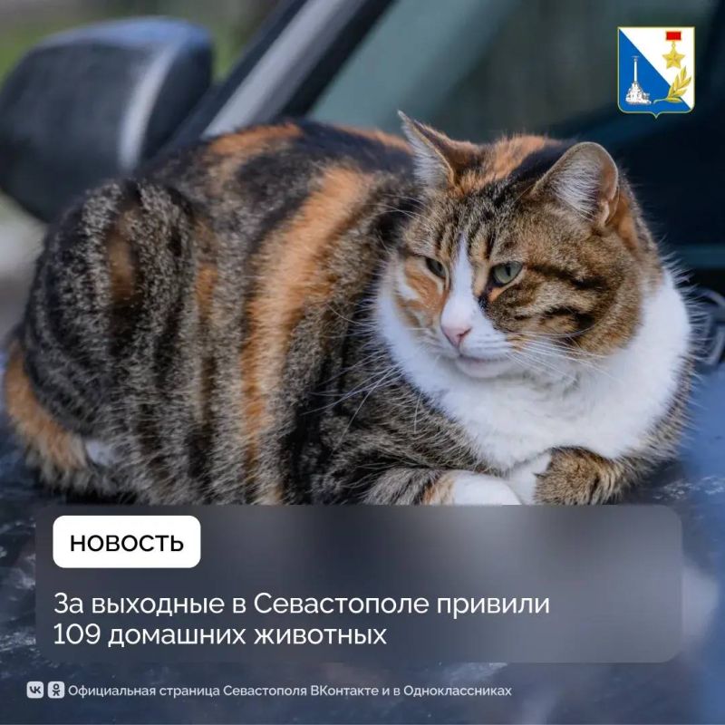 Более 100 питомцев привили ветеринары Севастополя на выходных