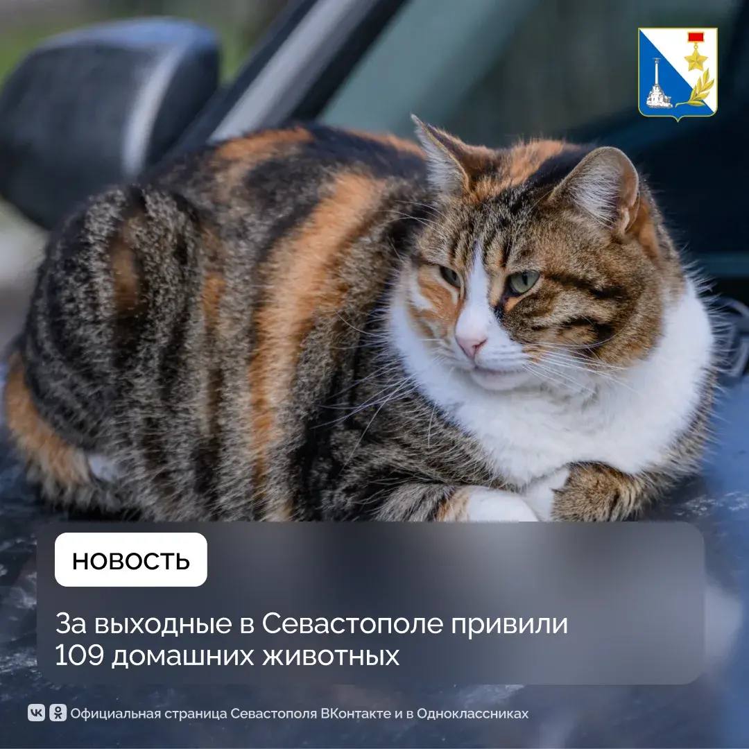 Более 100 питомцев привили ветеринары Севастополя на выходных