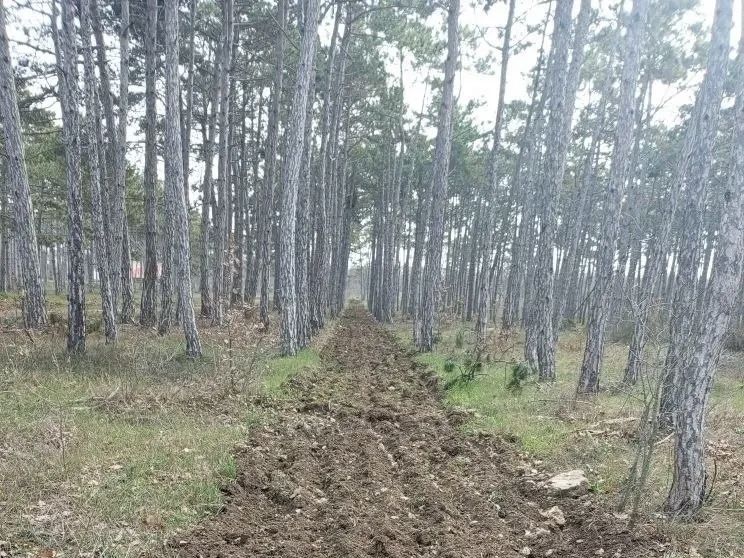 В Севастополе опахивают минерализованные полосы