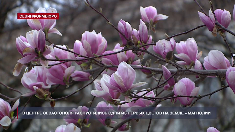 В центре Севастополя распустились одни из первых цветов на Земле – магнолии