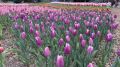 27 марта в Крыму откроется Парад тюльпанов