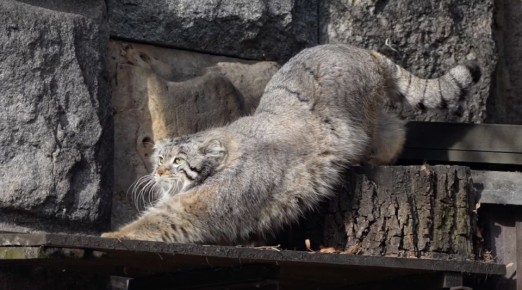 ����� ������� ��������� � �������� ����������