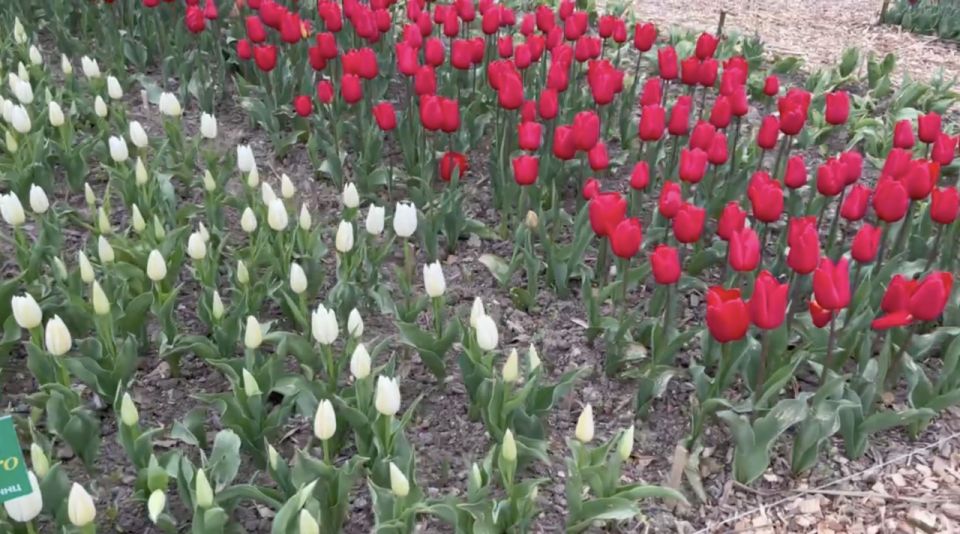 На параде тюльпанов в Крыму представили 113 сортов