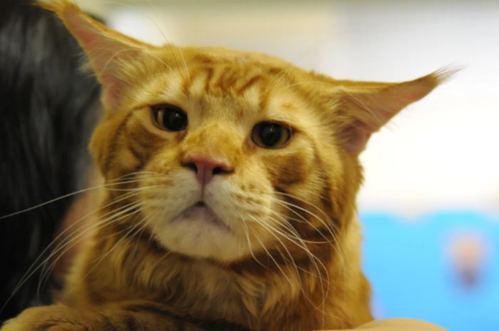 Нашёлся кот Зевс, пропавший во время взрыва в многоэтажке в Севастополе