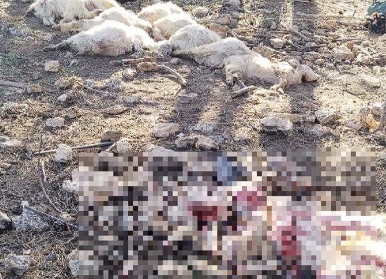 Стая бездомных собак загрызла около 40 коз в Юхариной балке