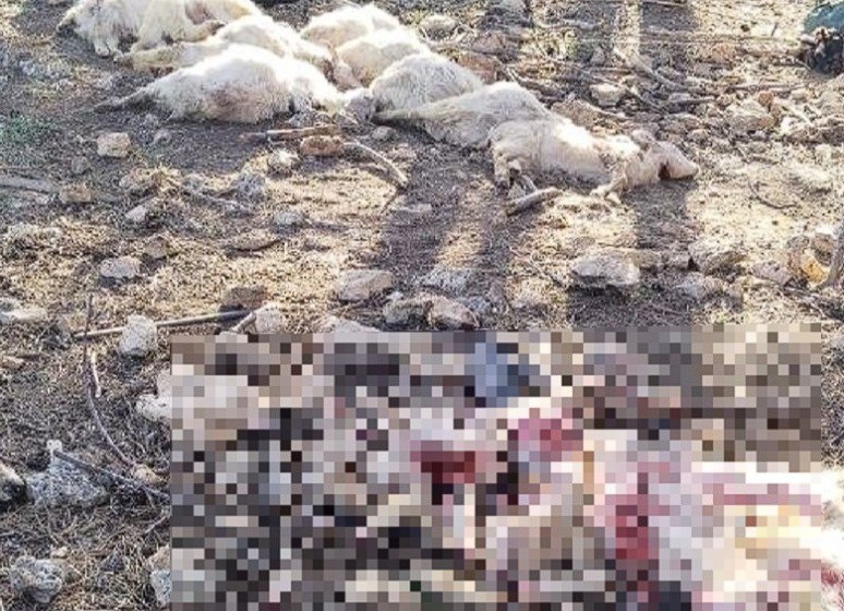 Стая бездомных собак загрызла около 40 коз в Юхариной балке