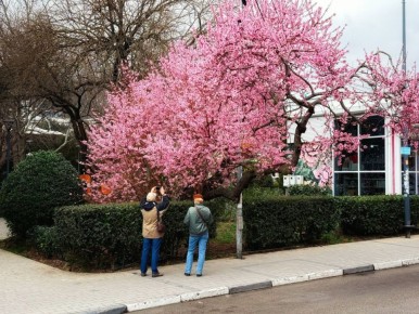 Ялта в цвету привлекает любителей красивых фото