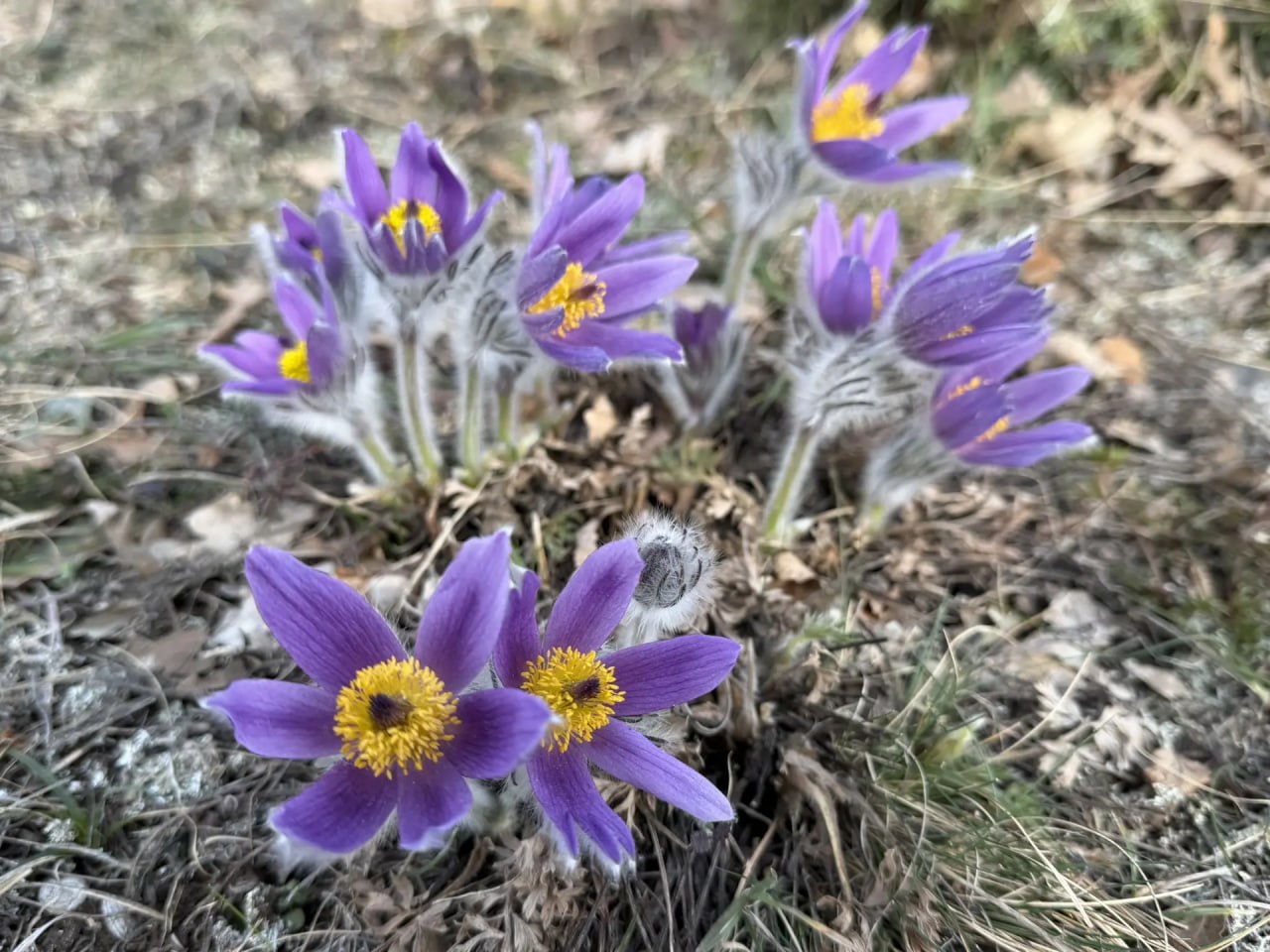 #Что за растение?. Это многолетнее растение появляется ранней весной