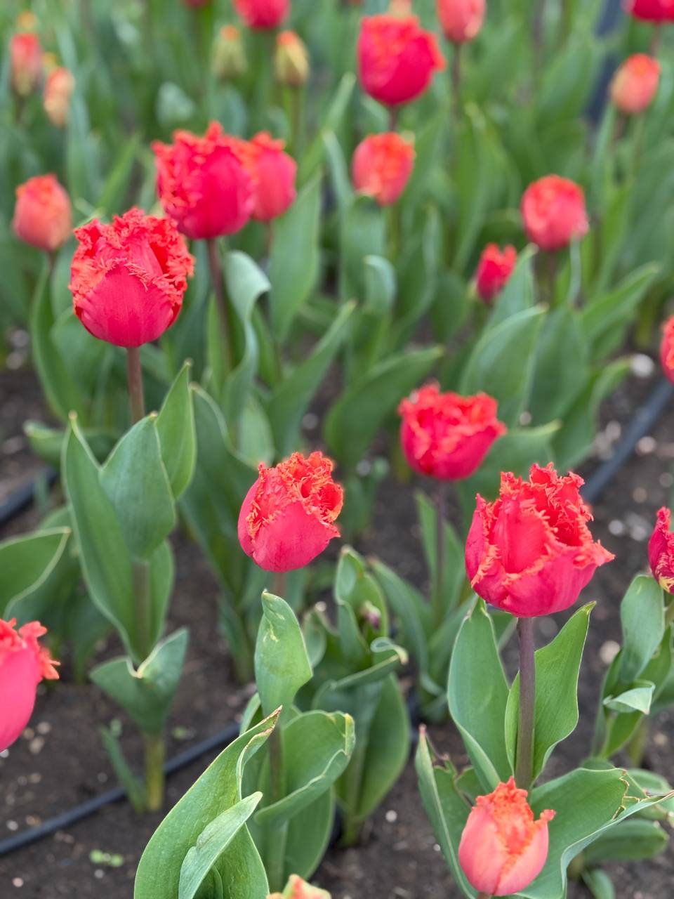 Михаил Развожаев: Традиционно украсим центральные клумбы города весной и летом