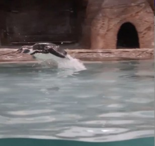 В Новосибирском зоопарке показали прыжки пингвинов