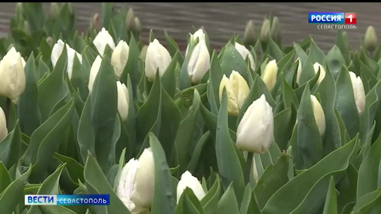В Севастополе оформят клумбы в морской тематике
