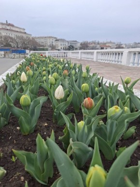 Невозможно просто так взять и перестать любоваться весенним Севастополем