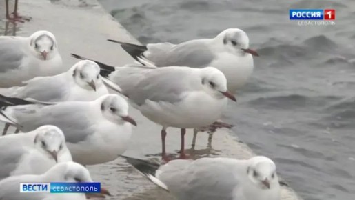 ����� ������ �� ������ ������� � ������� �����������