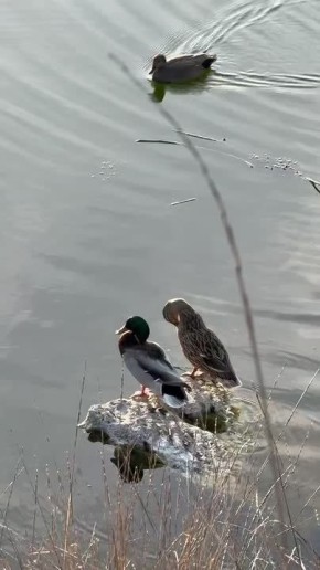 ������� ������������� ��� � �����: ������ SPA �� ������