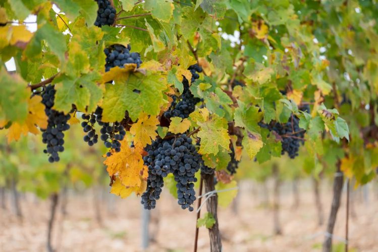 Стартовал конкурс господдержки виноградарских предприятий