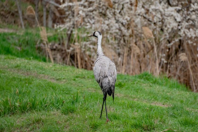 В Севастополе спасли двух журавлей