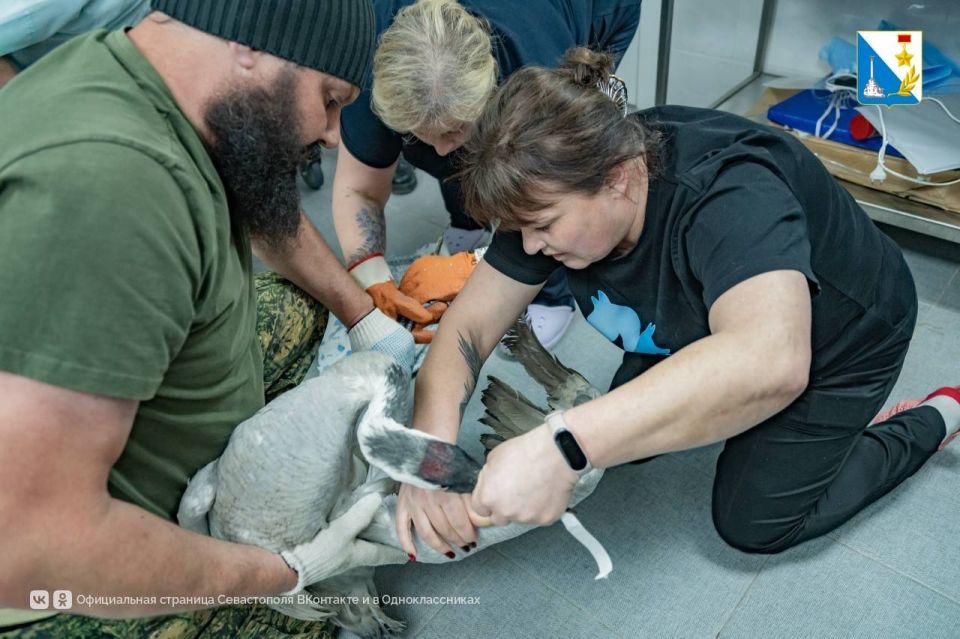 В Севастополе спасли двух журавлей