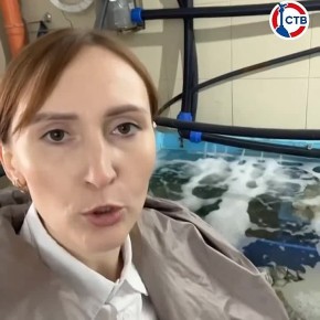Производство устриц в Севастополе возвращается к рекордным объёмам