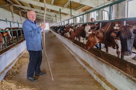 На 10% за два года увеличилось поголовье коров в Севастополе