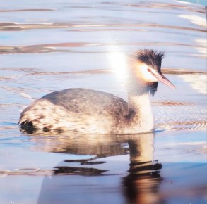 ������������� ���� ���� � �����������: ���������� � ��������� �����������!