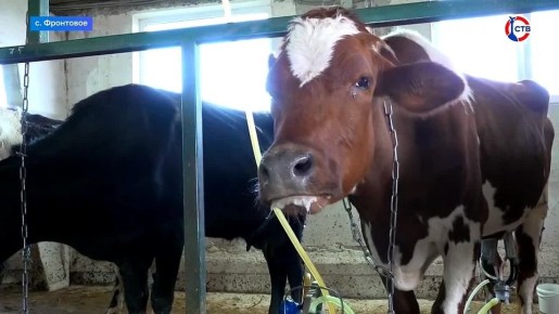 Благодаря господдержке ферма в селе Фронтовое увеличила производства молока в разы