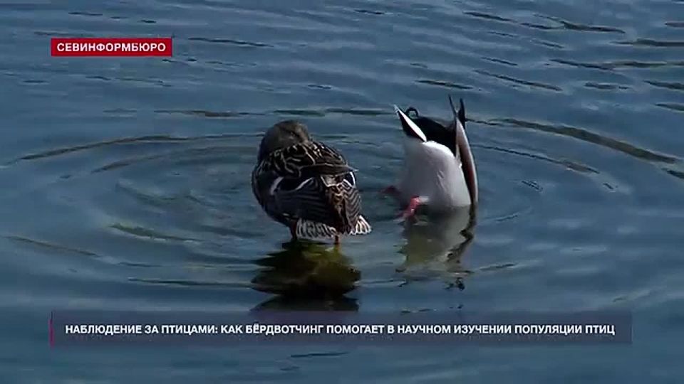 Каких птиц можно встретить в Севастополе и кто за ними наблюдает
