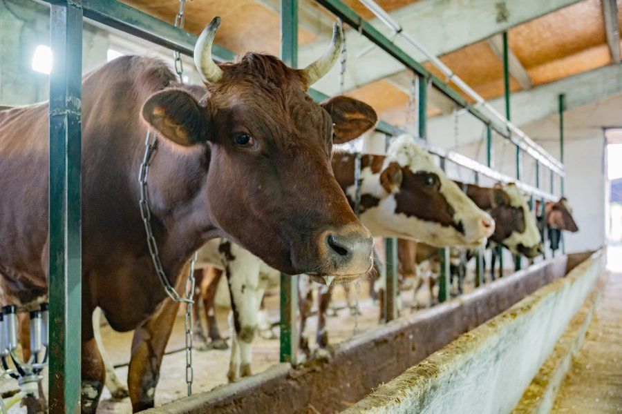 В Севастополе увеличили господдержку животноводства