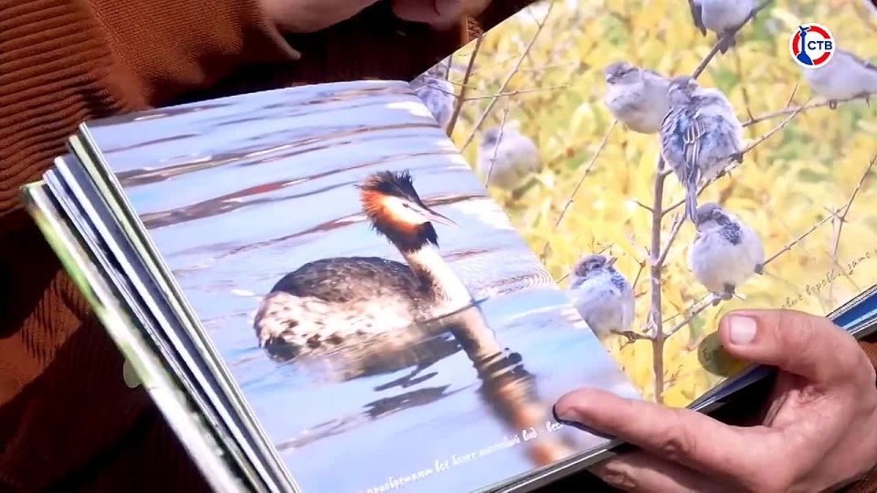 Севастополь стал временным домом для перелётных птиц