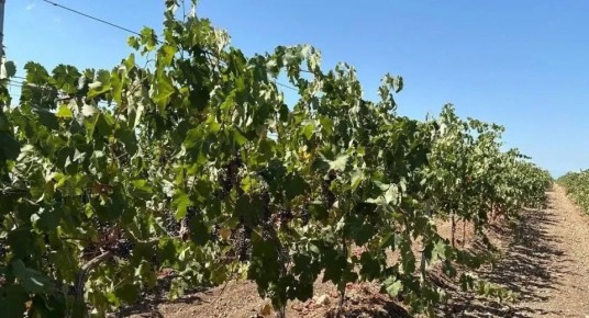 Специалисты подтвердили качество крымского винограда