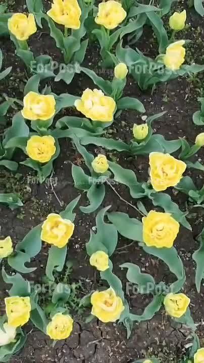 ����������� ��� � ������ �����������