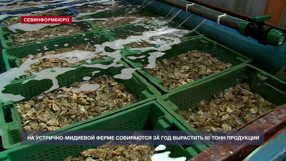 На севастопольской устрично-мидийной ферме собираются за год вырастить 60 тонн продукции